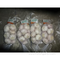 5.0cm Normal White Garlic